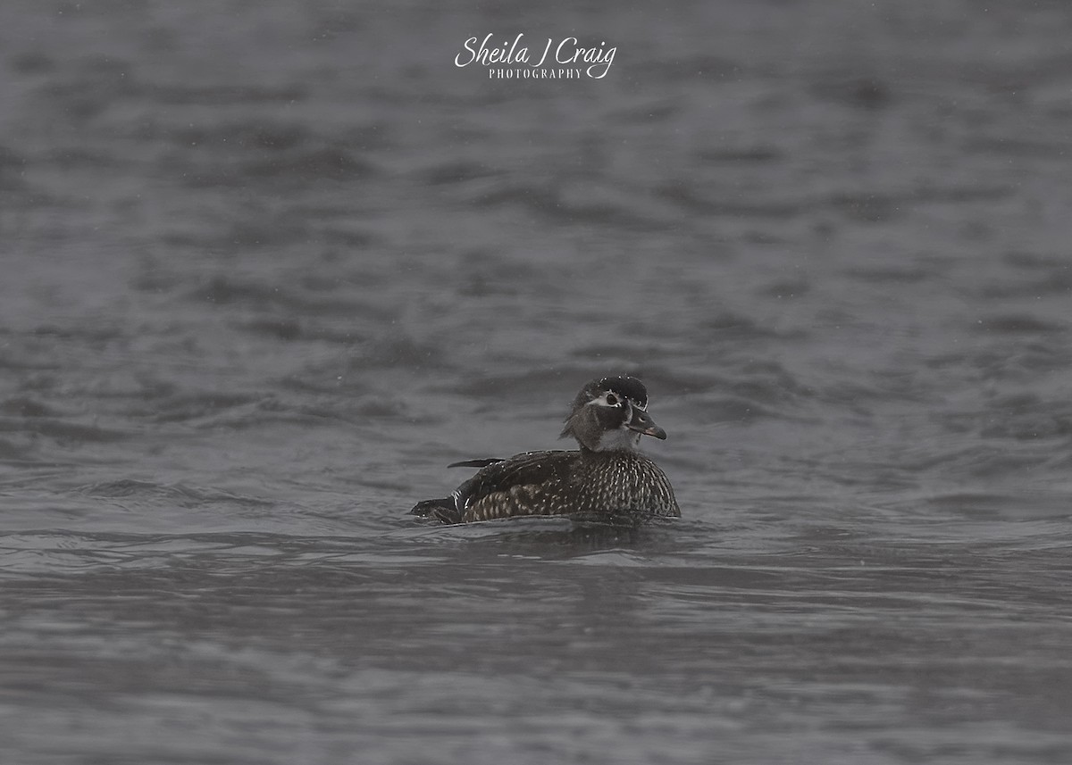 Orman Ördeği - ML646610392