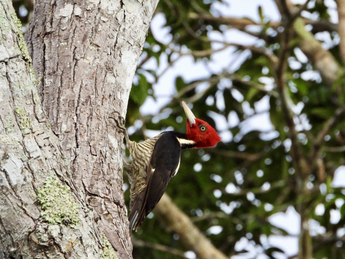 Pale-billed Woodpecker - ML646610393