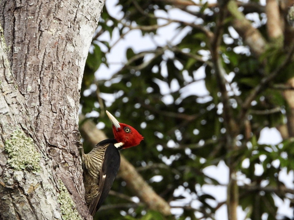 Pale-billed Woodpecker - ML646610394