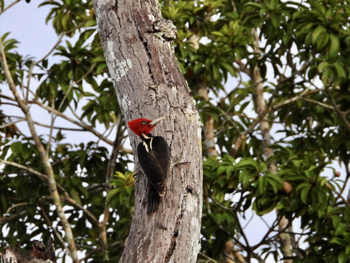 Pale-billed Woodpecker - ML646610395