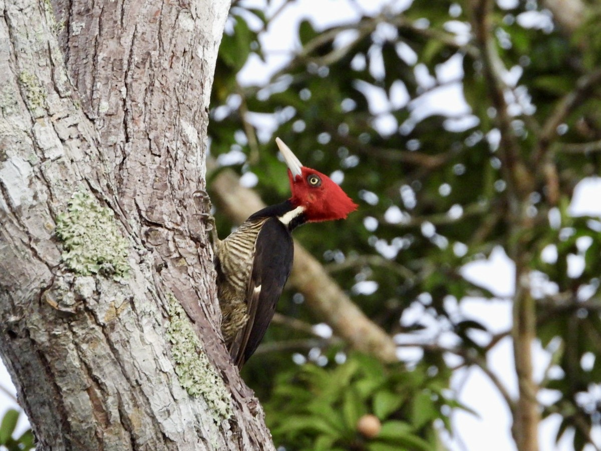 Pale-billed Woodpecker - ML646610396