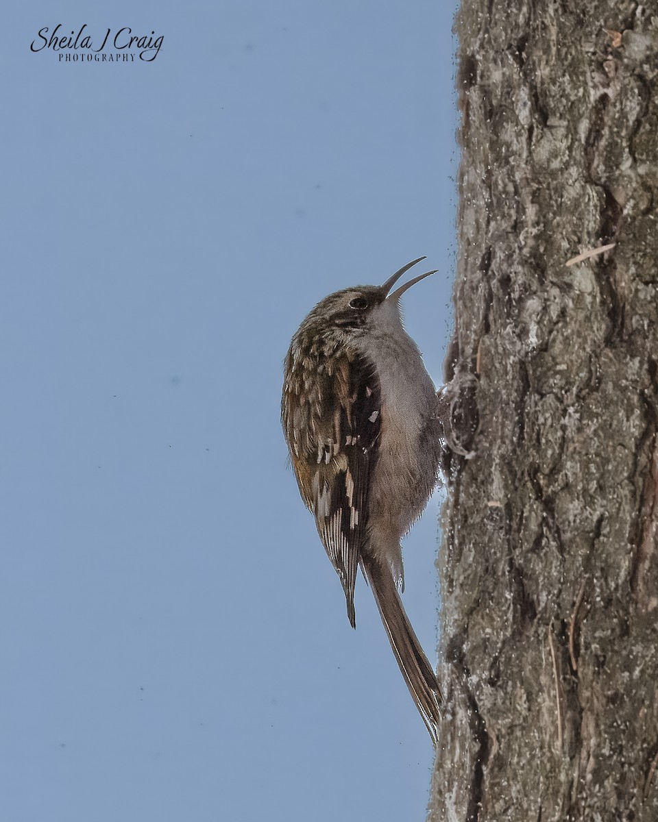 Brown Creeper - ML646610399
