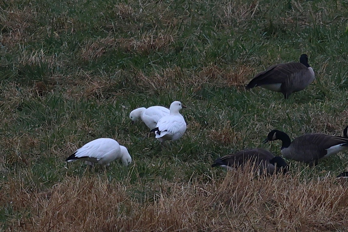 Ánsar de Ross - ML646610400