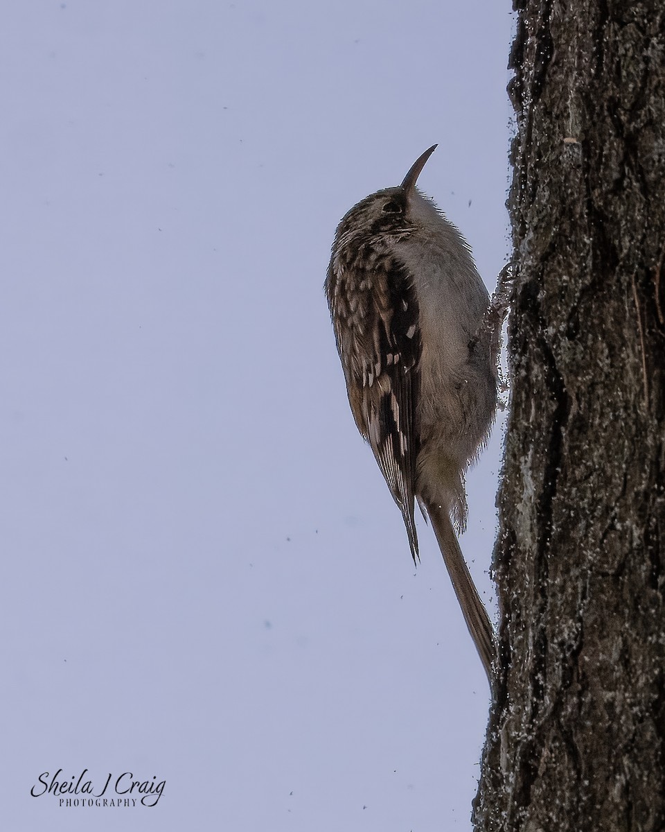 Brown Creeper - ML646610402