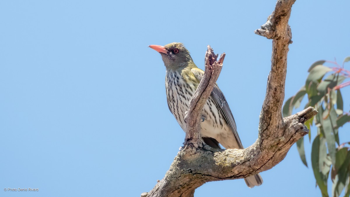 Olive-backed Oriole - ML646610403