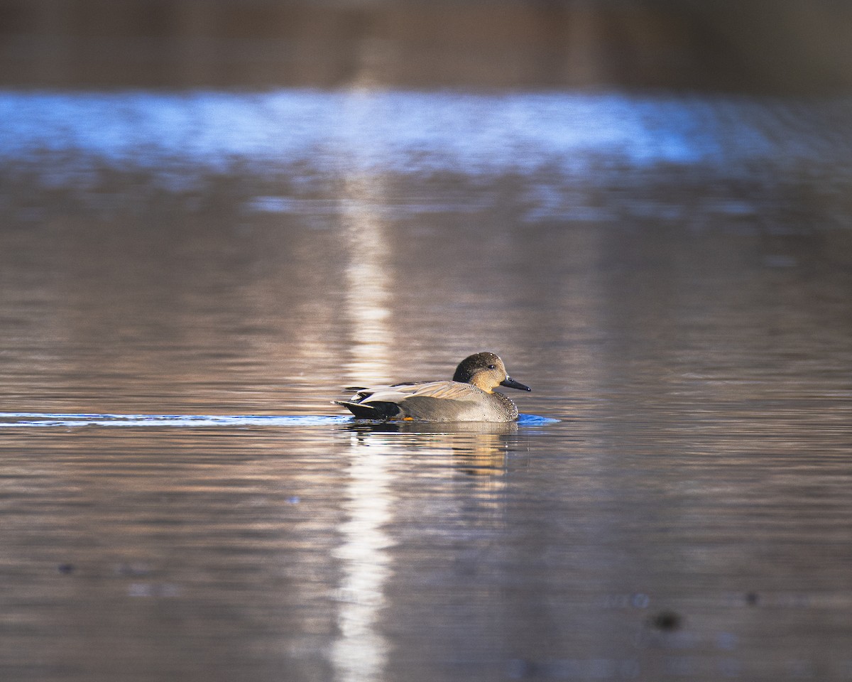 オカヨシガモ - ML646610405