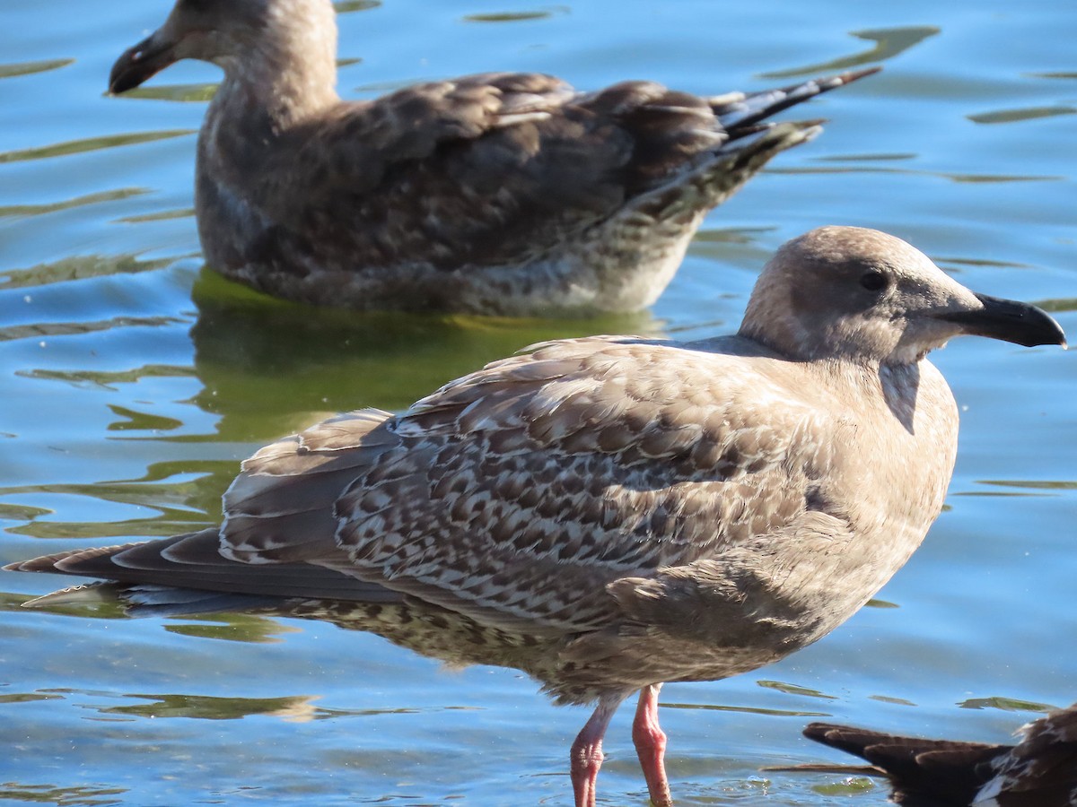 weißflügelige Großmöwe, unbestimmt - ML646610406