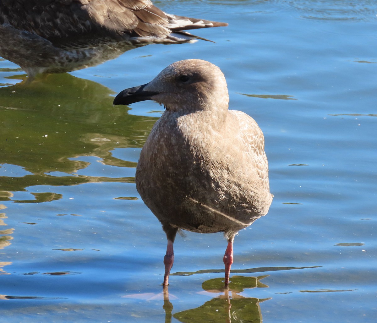 weißflügelige Großmöwe, unbestimmt - ML646610407