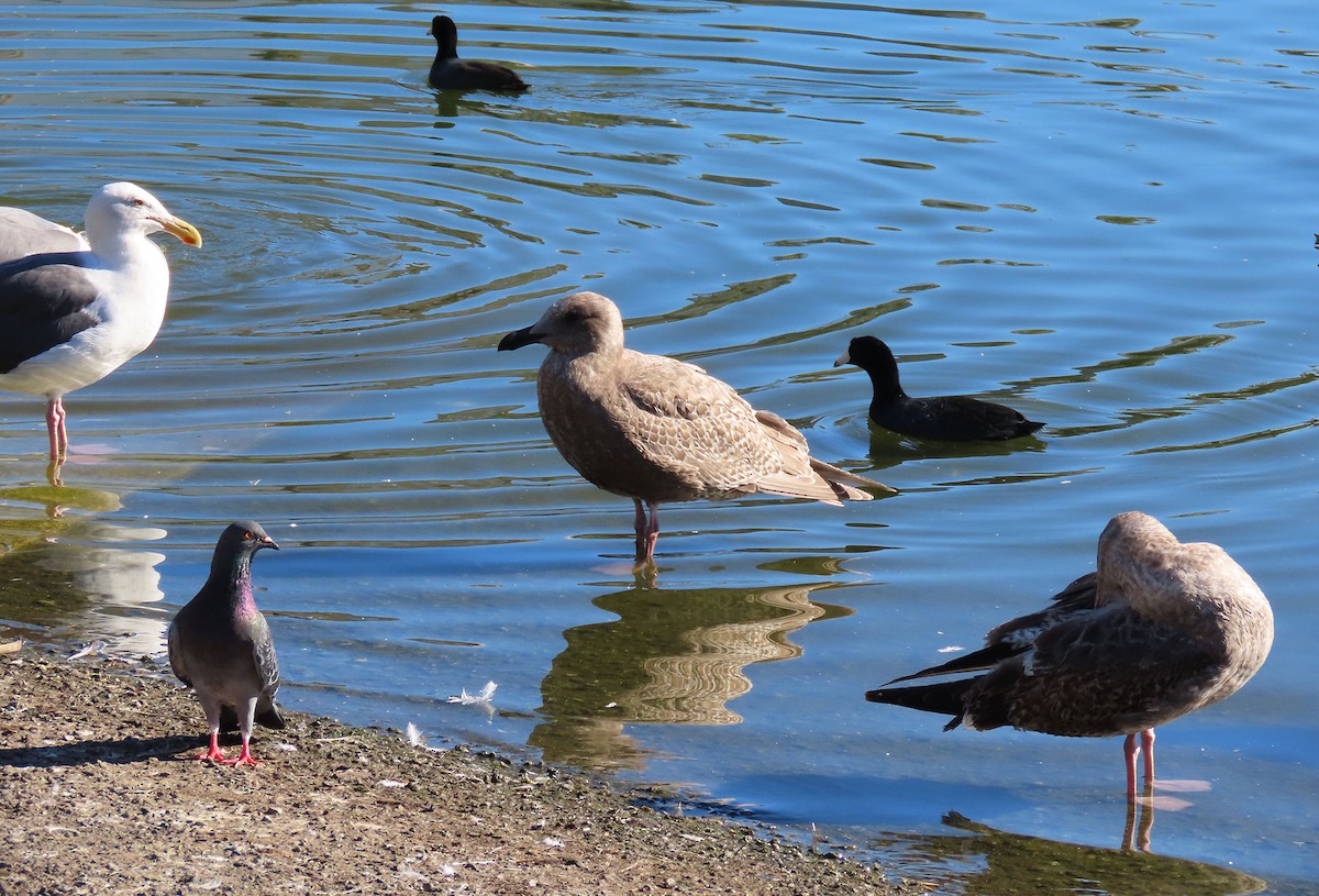 weißflügelige Großmöwe, unbestimmt - ML646610408