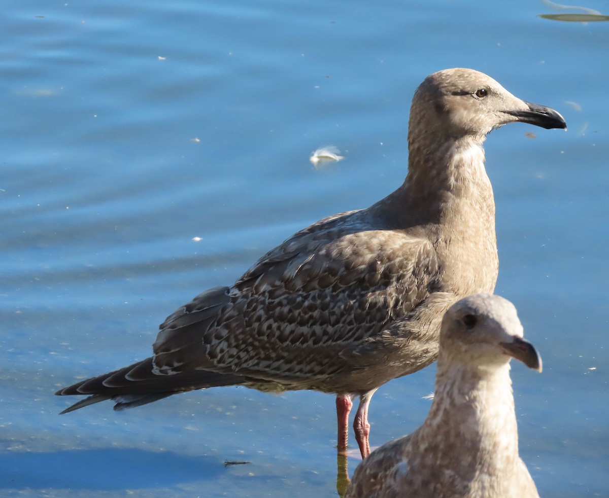 weißflügelige Großmöwe, unbestimmt - ML646610409