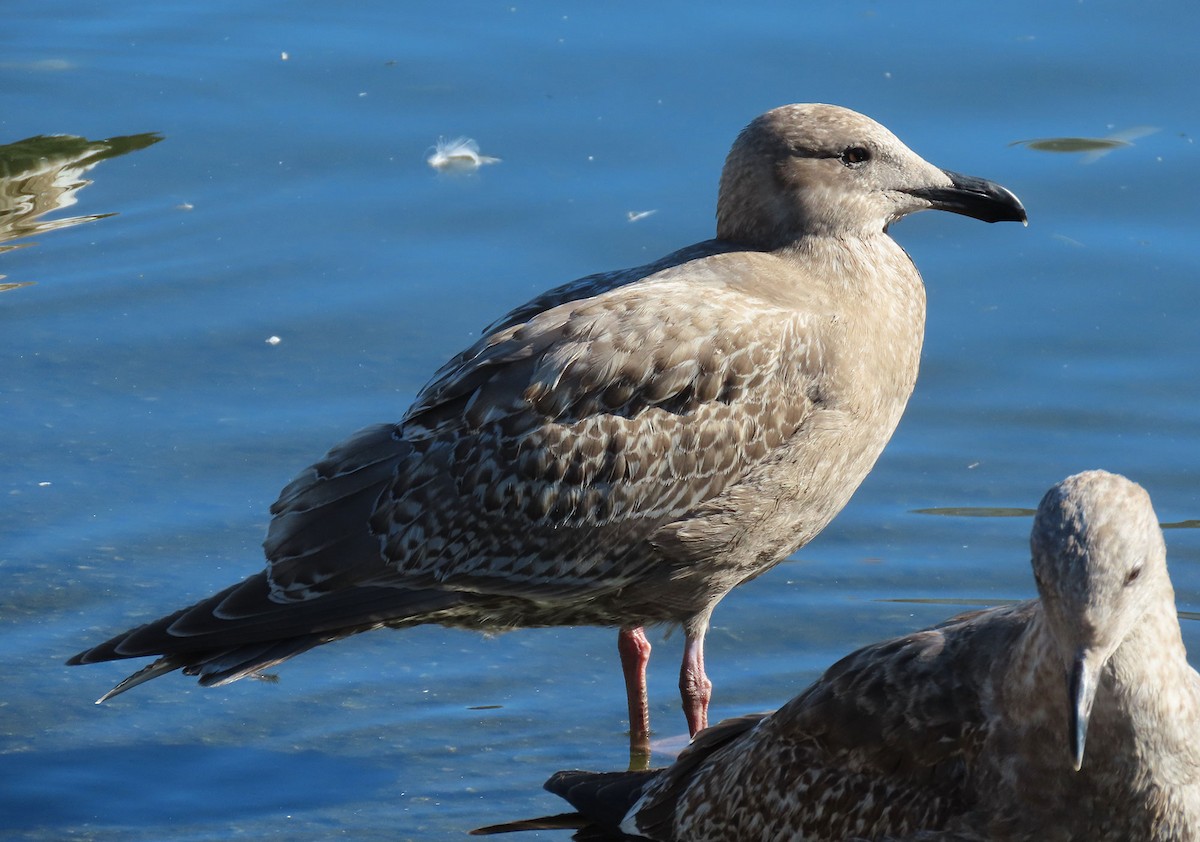 weißflügelige Großmöwe, unbestimmt - ML646610410