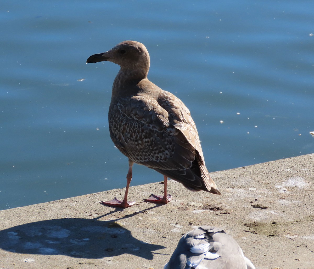 weißflügelige Großmöwe, unbestimmt - ML646610411