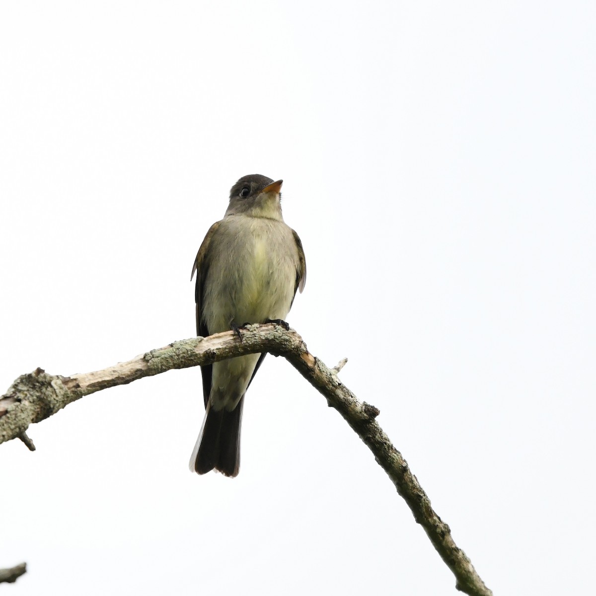 Eastern Wood-Pewee - ML646610413