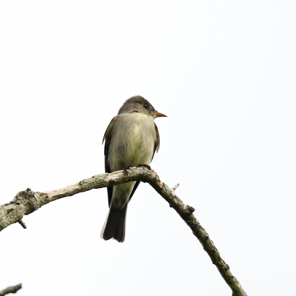 Eastern Wood-Pewee - ML646610414
