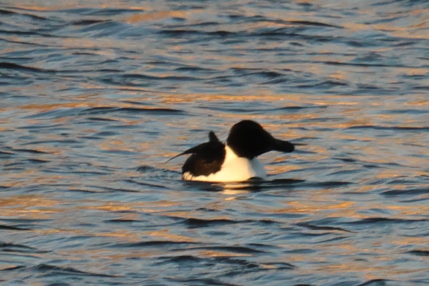 ברווז בלתי-מזוהה - ML646610415