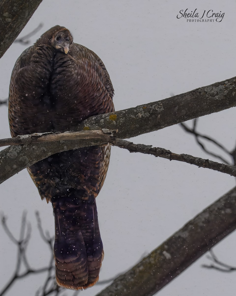 Wild Turkey - ML646610417