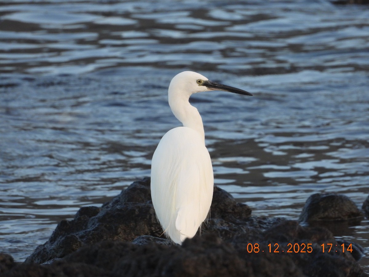 Little Egret - ML646610422