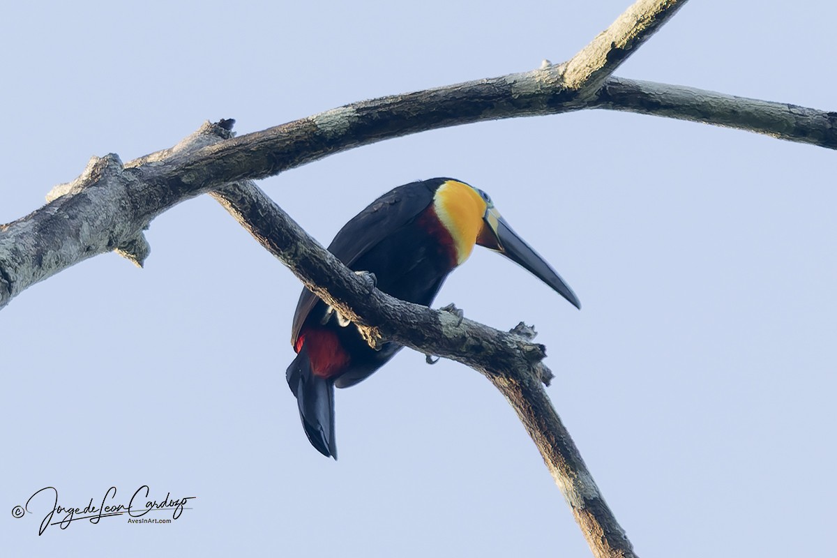 Тукан-ариель - ML646610423