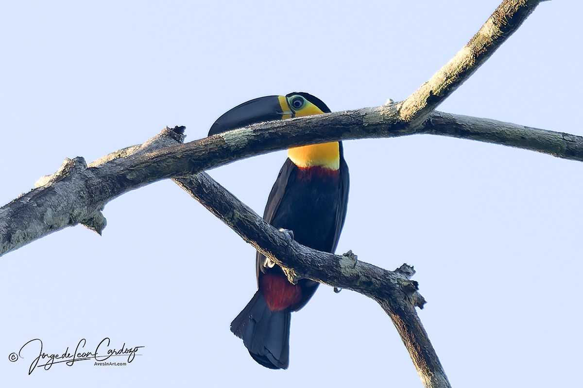 Тукан-ариель - ML646610424