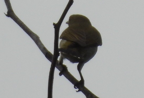 ハシブトハナドリ - ML646610426