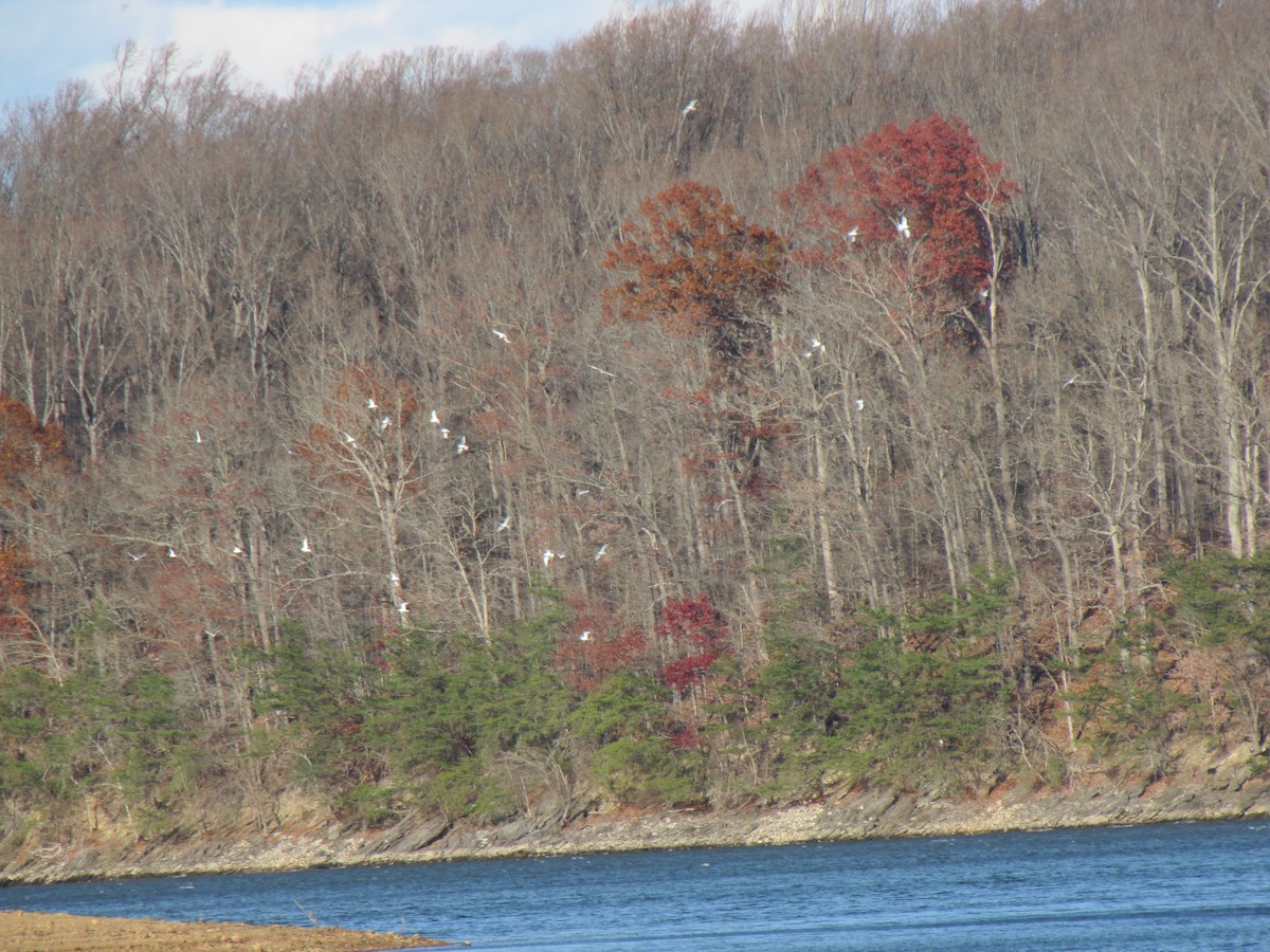 Ring-billed Gull - ML646610427