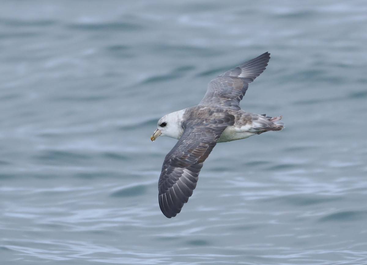 Northern Fulmar - ML646610430