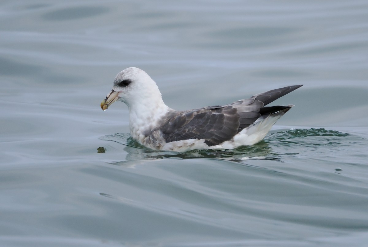 Northern Fulmar - ML646610431