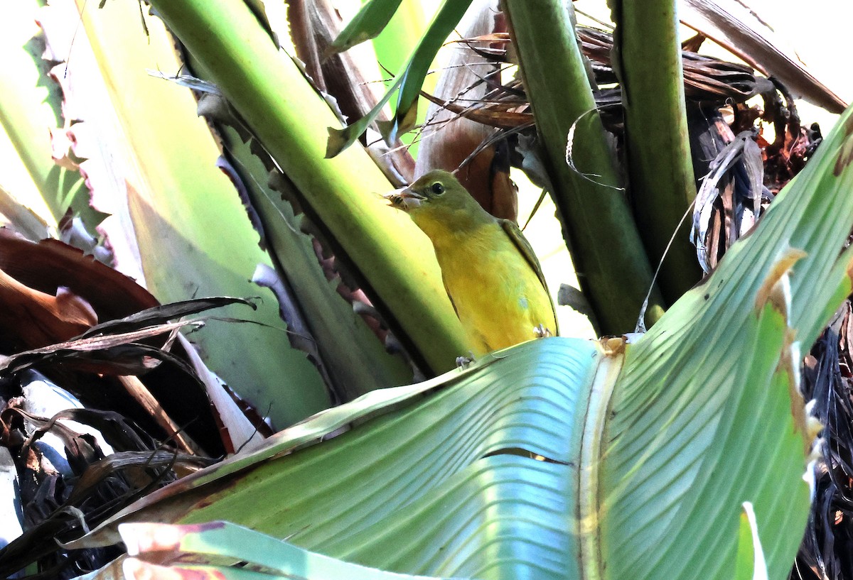 Summer Tanager - ML646610432