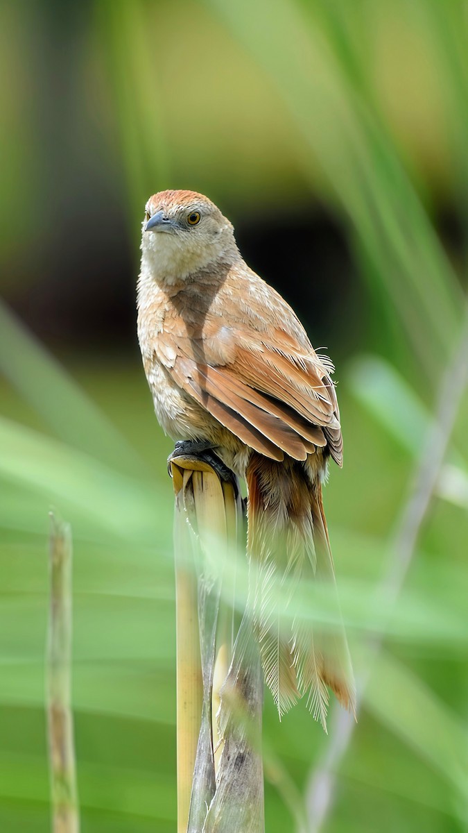 Freckle-breasted Thornbird - ML646610433