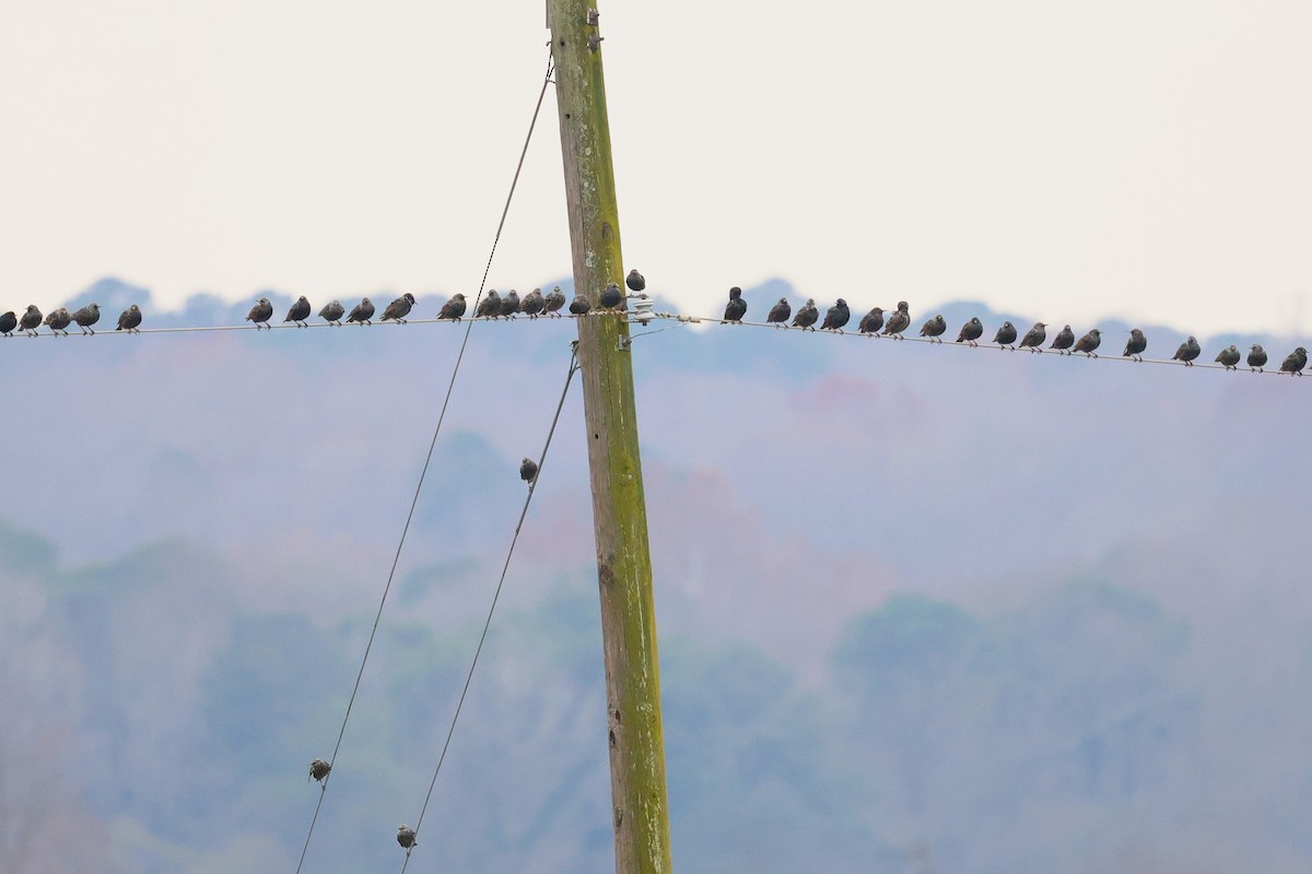 Estornino Pinto - ML646610434