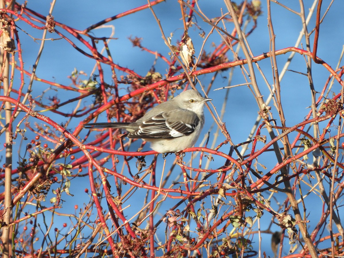 Northern Mockingbird - ML646610435