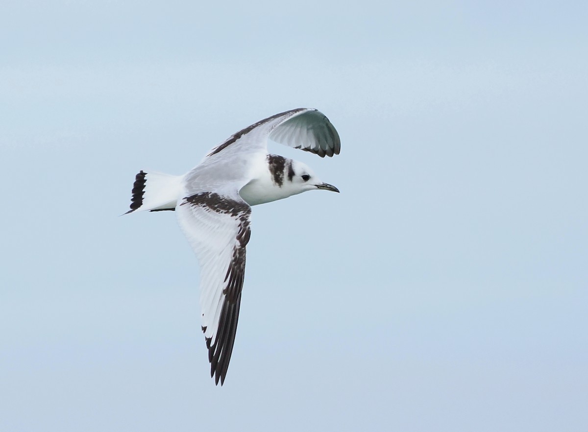 Black-legged Kittiwake - ML646610437