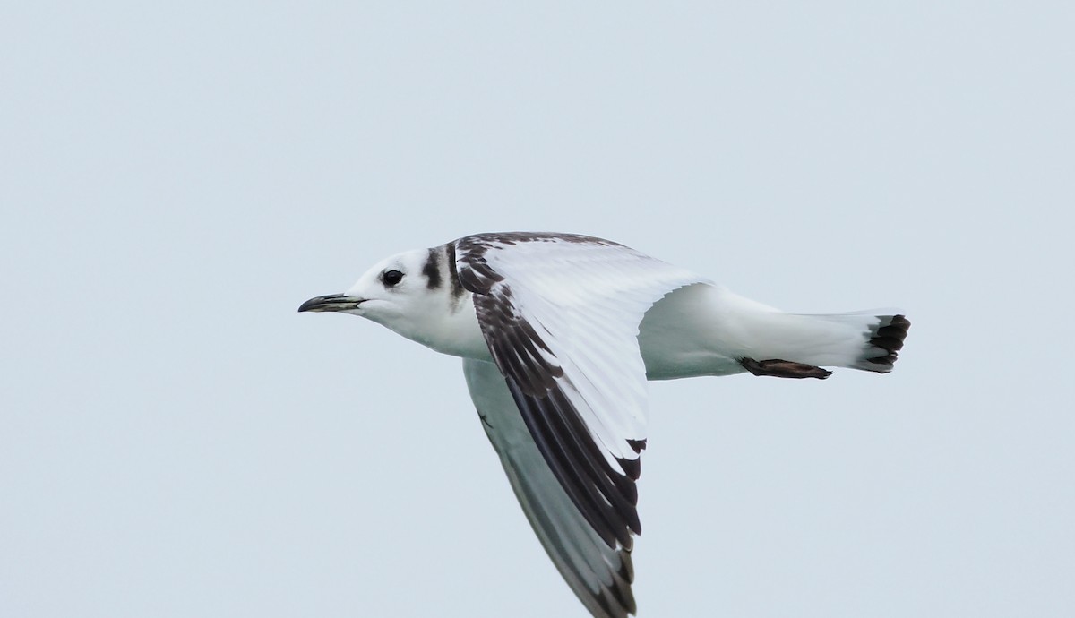 Black-legged Kittiwake - ML646610438