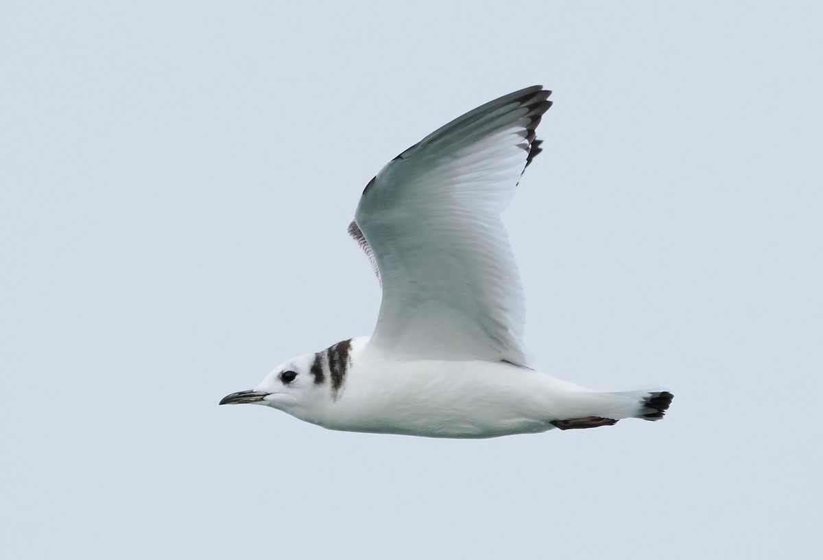 Black-legged Kittiwake - ML646610439