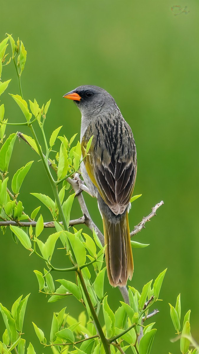 Great Pampa-Finch - ML646610440