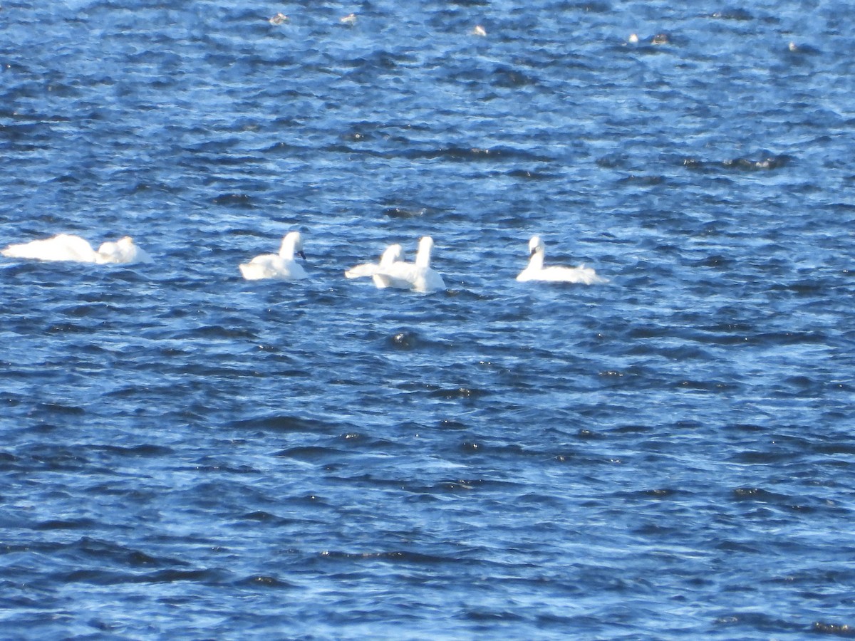 Tundra Swan - ML646610441