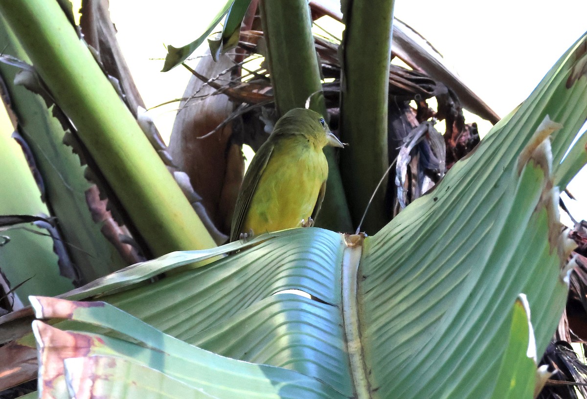 Summer Tanager - ML646610443