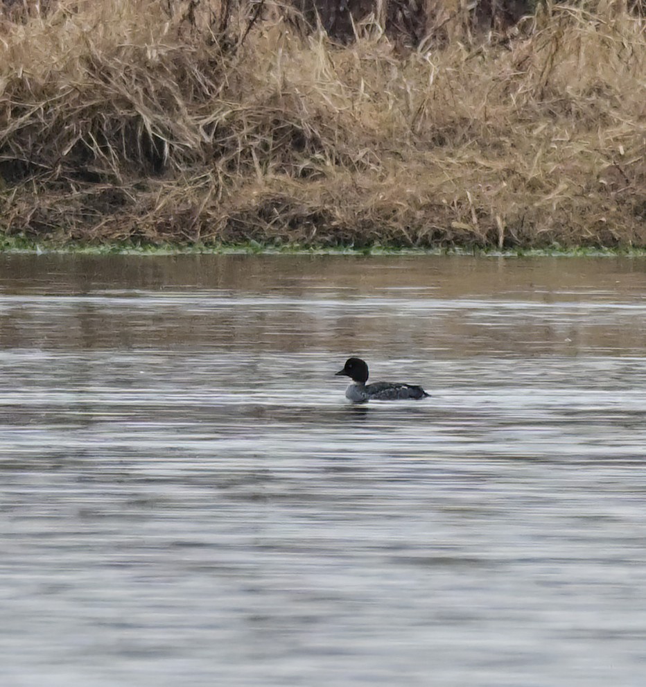 Гоголь зеленоголовий - ML646610444