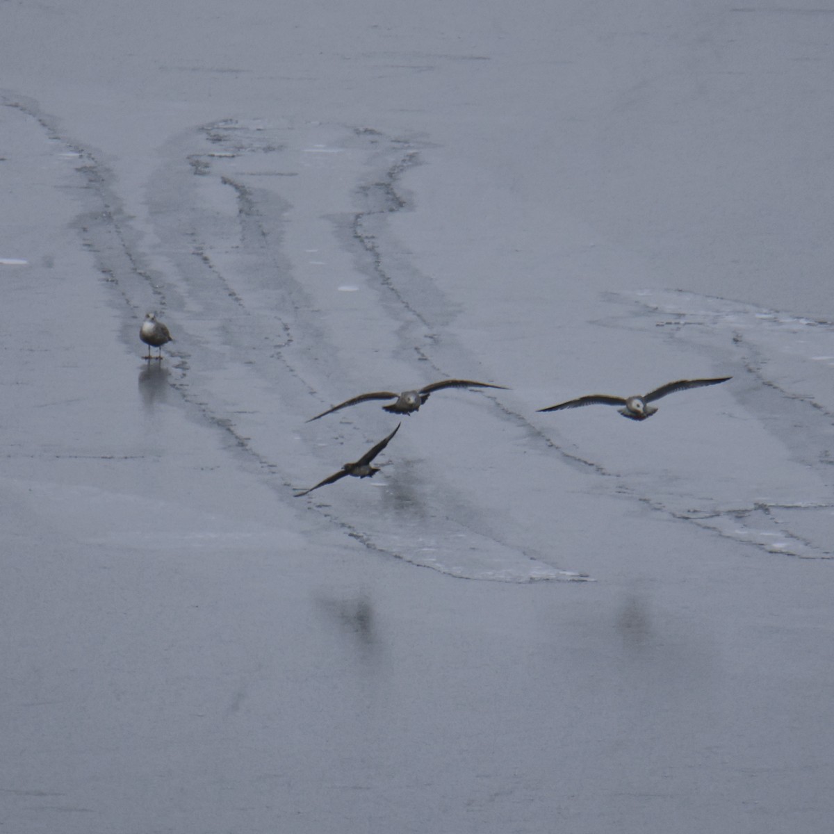 Parasitic Jaeger - ML646610447