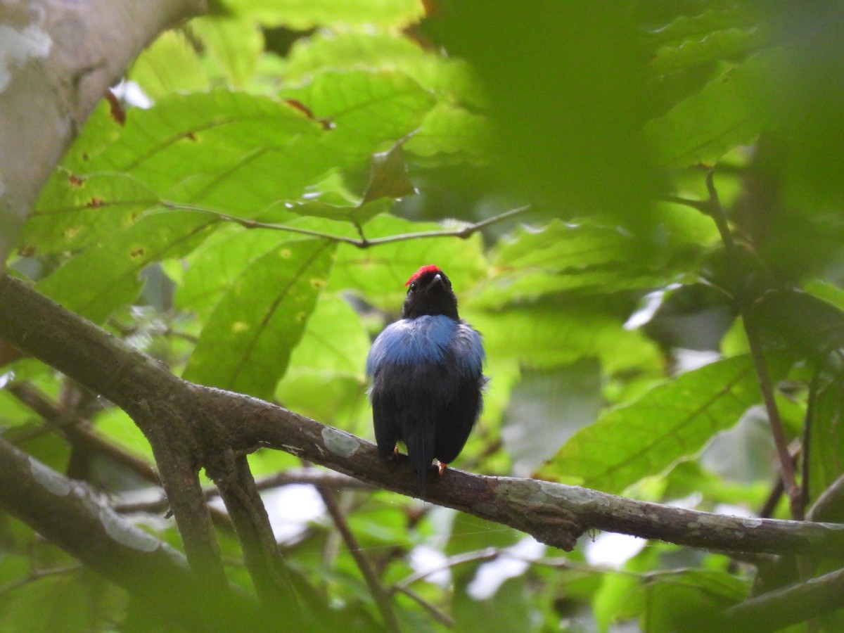 Lance-tailed Manakin - ML646610448