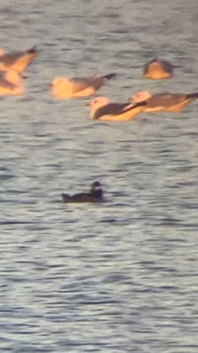 Kurzschnabel-Sturmmöwe - ML646610449