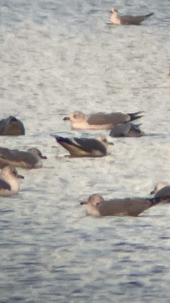 Kurzschnabel-Sturmmöwe - ML646610451