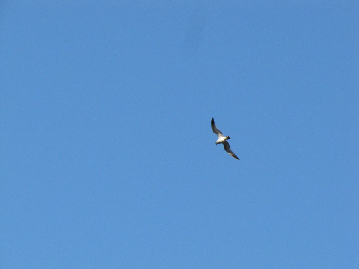 Ring-billed Gull - ML646610452