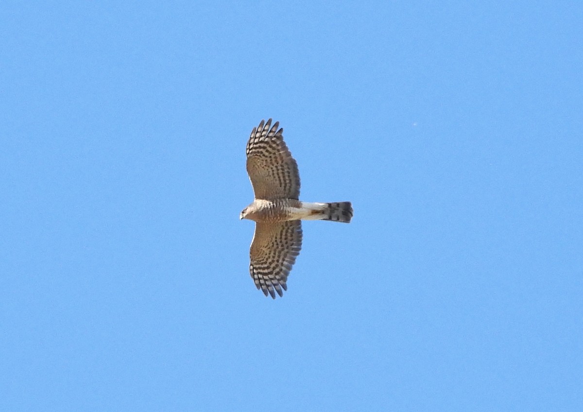 Sharp-shinned Hawk - ML646610454