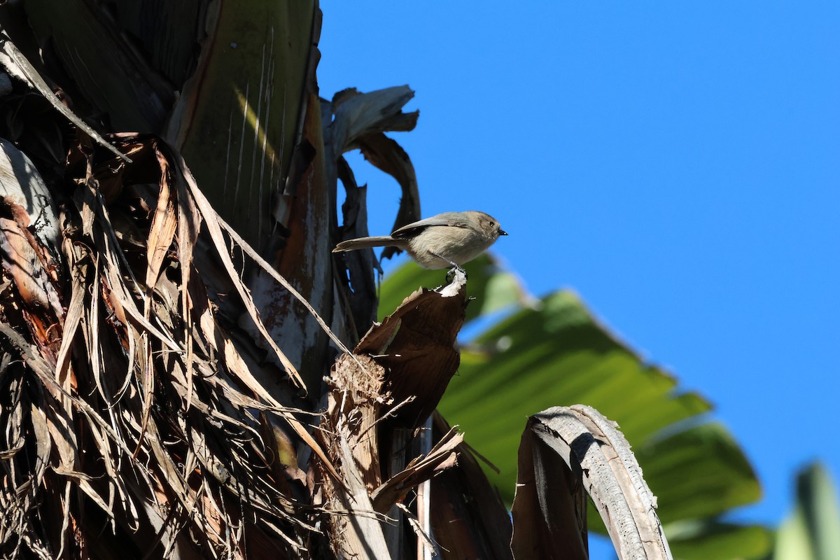 Bushtit - ML646610455