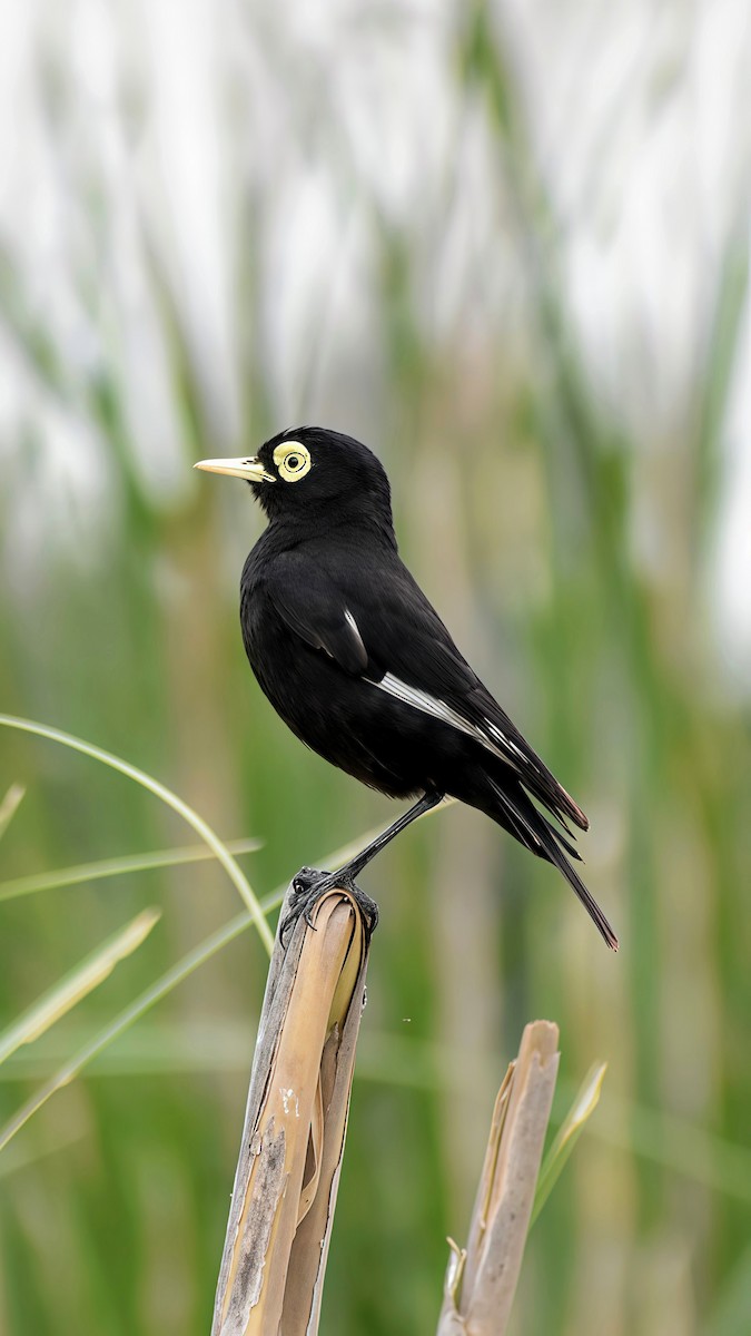 Spectacled Tyrant - ML646610456