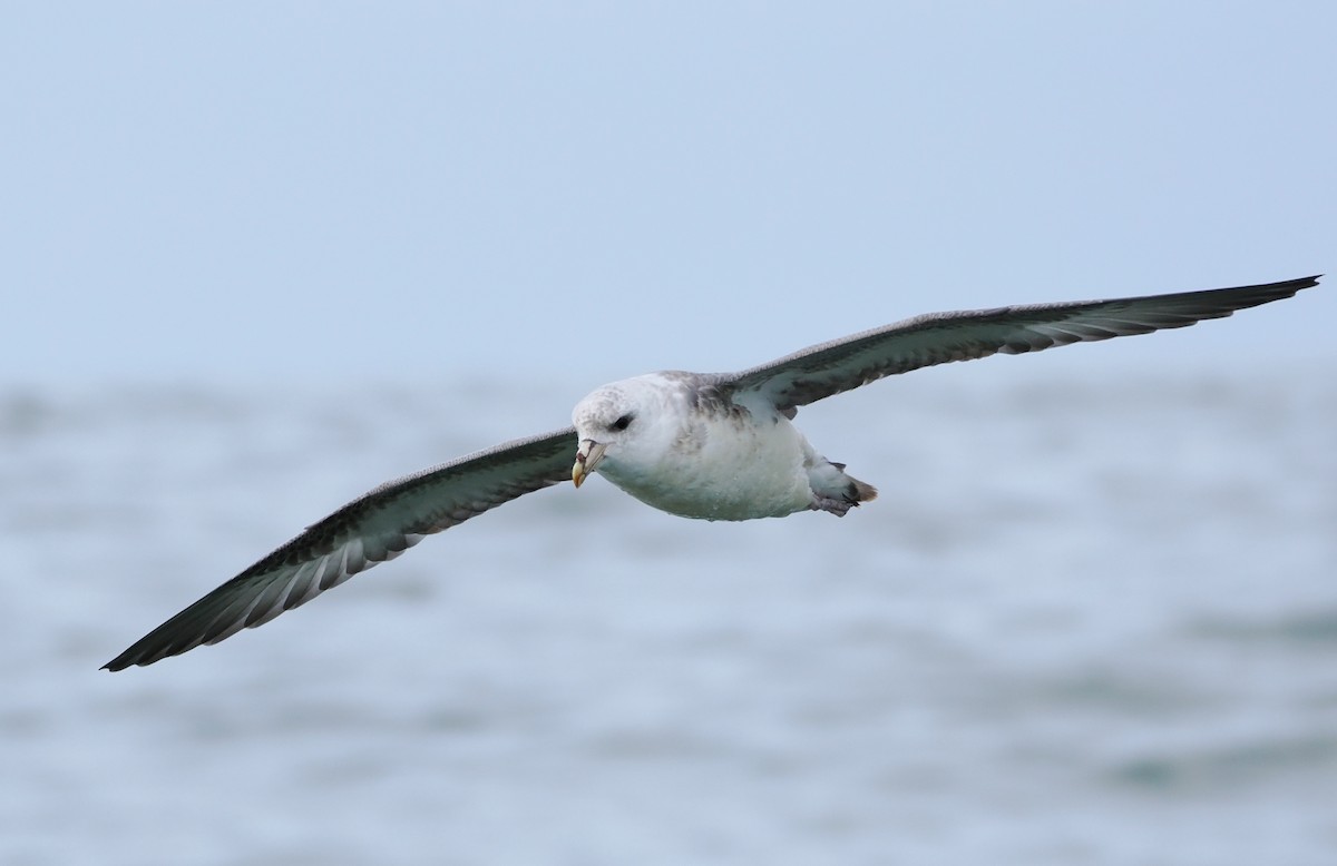 Northern Fulmar - ML646610457