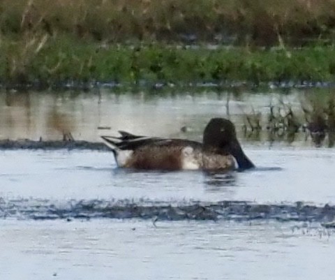 Northern Shoveler - ML646610459