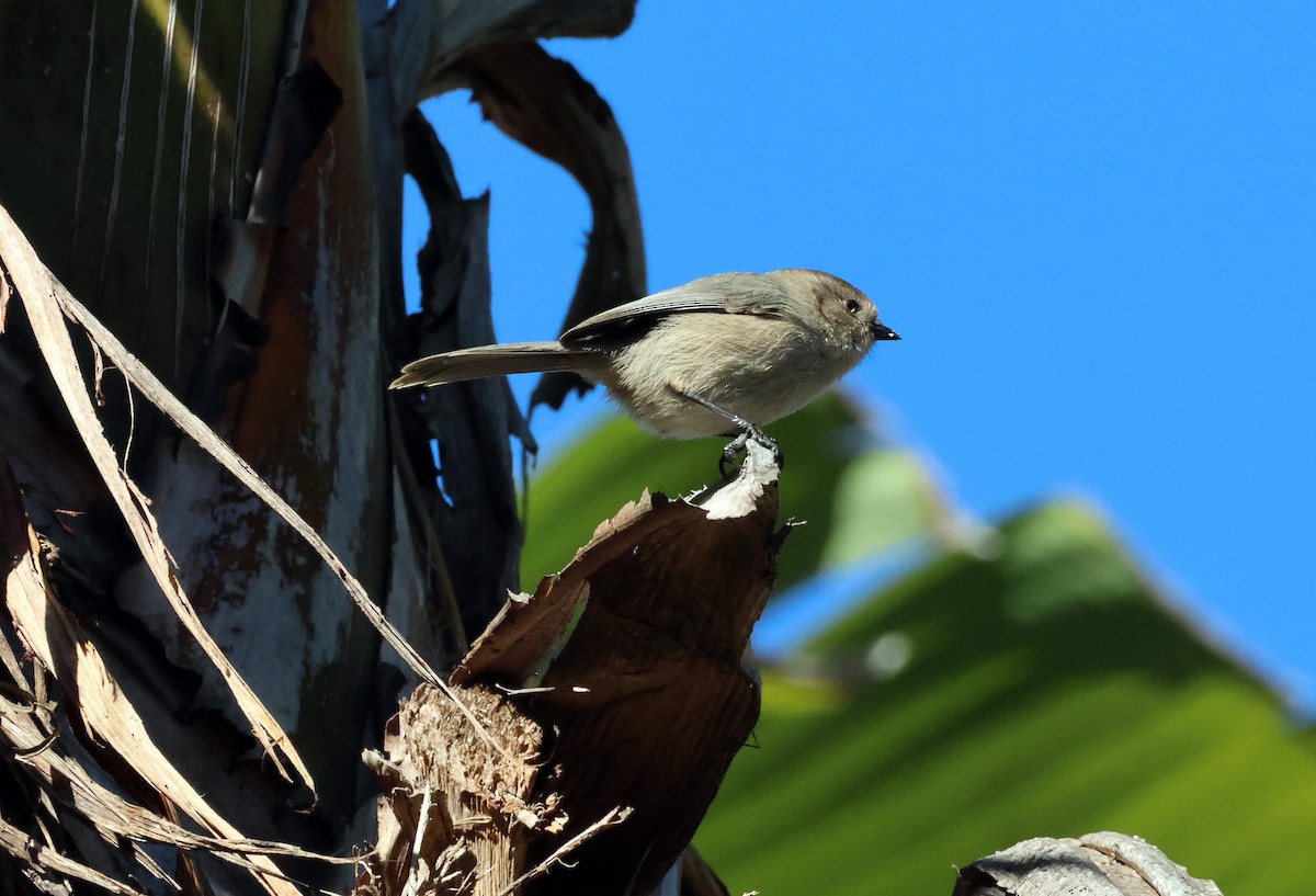 Bushtit - ML646610460