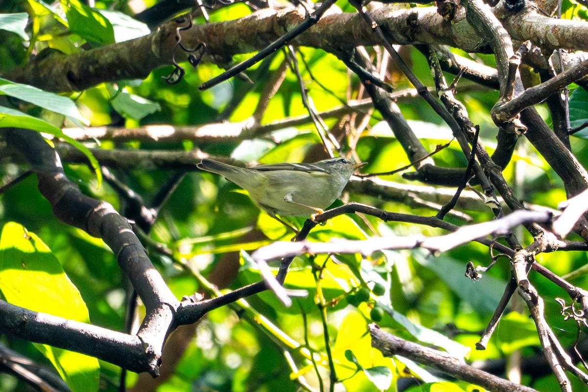 budníček korunkatý - ML646610461